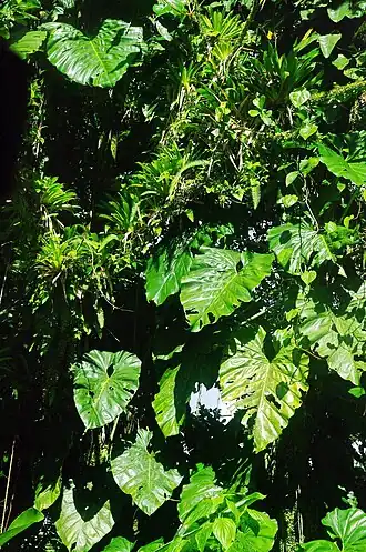 Philodendron im Regenwaldbereich des Parks