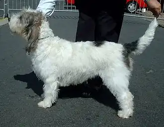 Grand Basset Griffon Vendéen