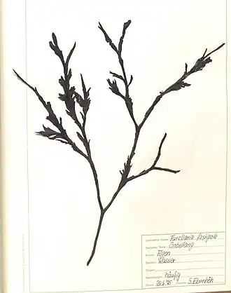 Herbarbeleg des Gabeltanges