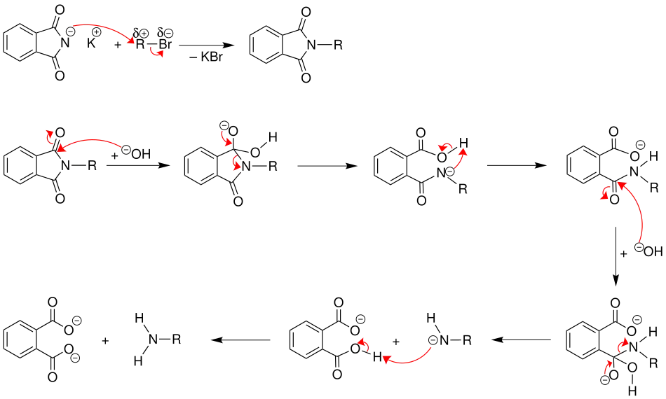 Mechanismus der Gabriel-Synthese: Verseifung