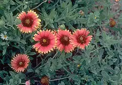 Gaillardia pulchella