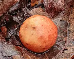 Gallapfel der Gemeinen Eichengallwespe (Cynips quercifolii)