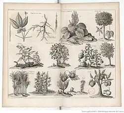 Description de la Chine et de la Tartarie chinoise Band 2 Seite 154, 1735, Pflanzendarstellungen. (Haussard Sculp.)