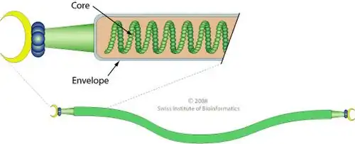 Schemazeichnung Captovirus