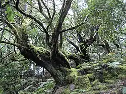 Nationalpark Garajonay