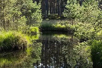 Kleinmoor in nördlichen Gartower Tannen (2016)