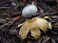 Kamm-Erdstern Geastrum pectinatum