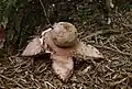 Rötender Erdstern Geastrum rufescens