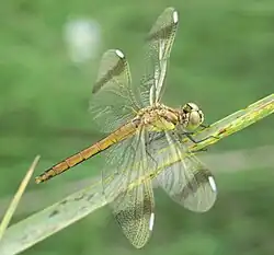 Gebänderte Heidelibelle ♀
