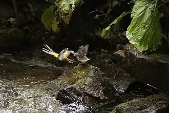 Gebirgsstelze bei der Fütterung