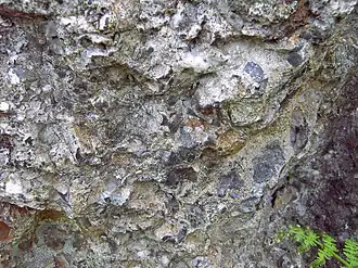 Aufnahme des Konglomerats