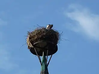 Storchennest auf dem Kirchturm