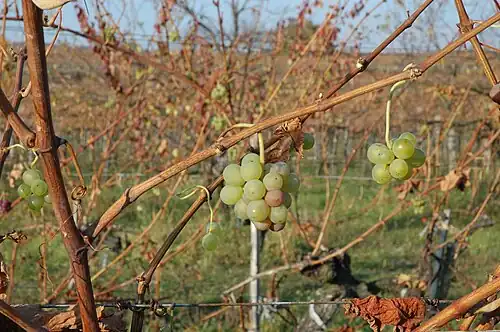 Geiztrauben (Herlinge) auf einem Geiztrieb im Herbst nach dem Laubfall.