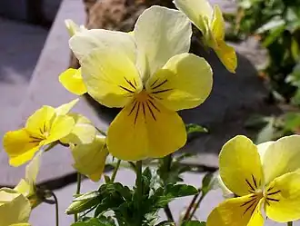 Gelbes Galmei-Veilchen (Viola lutea ssp. calaminaria)