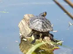 Gelbwangen-Schmuckschildkröte beim Sonnenbad auf Totholz im Aradosee