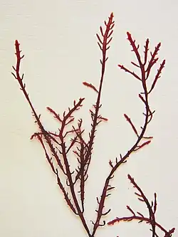 Eine Rotalge mit wenigen langen Zweigen, die kaum verästelt sind, auf Papier