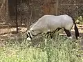 Spießbock (Oryx gazella)