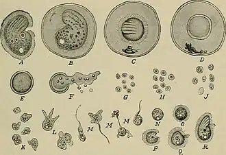 Entwicklungsstadien von C.&nbsp;cucullus