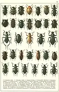 Ausschnitt aus dem Formenreichtum der Tenebrionidae.