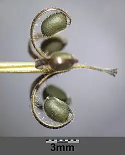 Geranium rotundifolium mit Karpophor und abgeplatzten Teilfrüchten an den aufgebogenen Griffelteilen oder Grannen[14]