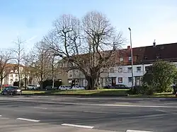 Die Gerichtslinde im Februar 2020