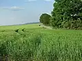 Ein Feld im nördlichen Ortsgebiet