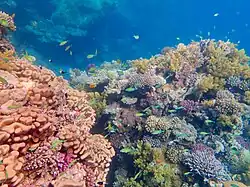 Korallenriff vor Marsa Alam