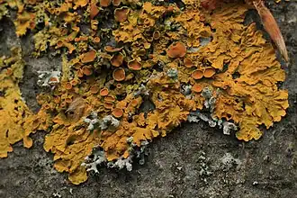 Gewöhnliche Gelbflechte auf einem Buchenstamm