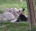 Großer Panda in der Chengdu Panda Base