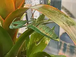 Australische Riesenmantis