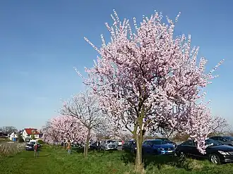 Blühender Mandelbaum