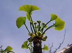 Weibliches Blütengebilde von Ginkgo biloba