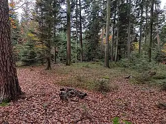 Gipfelbereich des Hoblersbergs