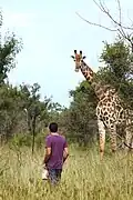 Giraffen mitten im Marloth Park