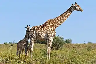 Giraffe mit Jungtier