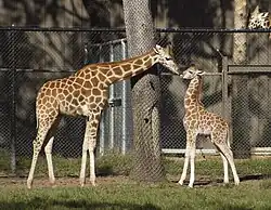 Giraffen