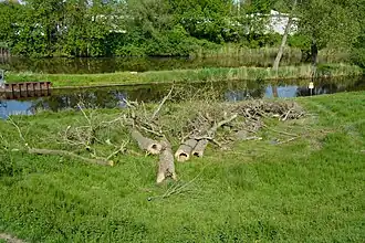 Der Rhin mit dem Schwarzwasser, direkt am Außenhafen