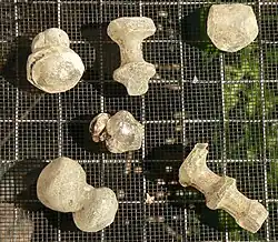 Deckelknäufe und Stiele von Kelchgläsern