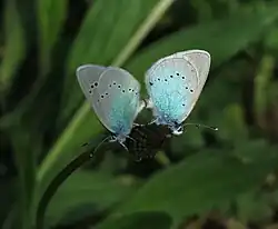 Zwei Alexis-Bläulinge