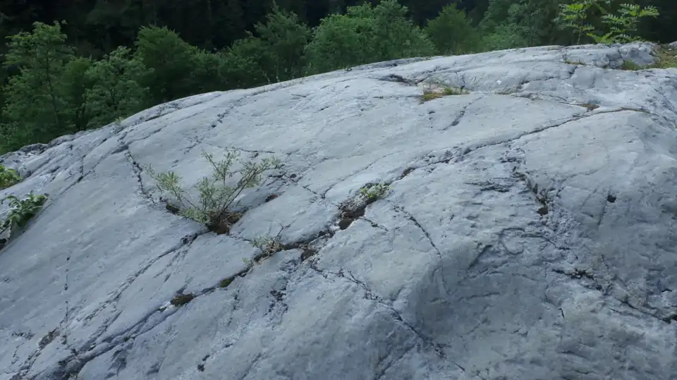 Gletscherschliff, Klüfte werden von Pionierpflanzen besiedelt