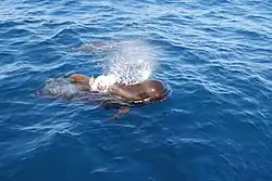 Blas eines Grindwals (hier ein Jungtier)