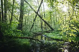 Gloinetal bei Magdeburgerforth