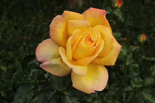 Gloria Dei (Meilland 1939)