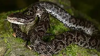 Gloydius tsushimaensis