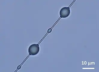 Lichtmikroskopische Aufnahme eines mit Aggregat­seiden­tröpfchen beschichteten Fangfadens