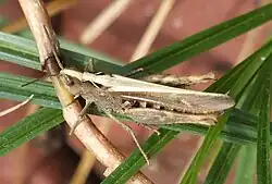 Weibchen in weißlicher Farbvariante