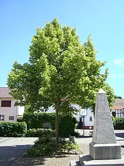 Goethe-Linde mit Denkmal in der Ortsmitte