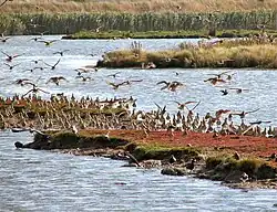 Ostatlantische Flugroute: Englands Feuchtgebiete an der Ostküste