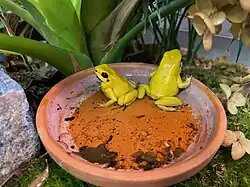 Schreckliche Pfeilgiftfrösche