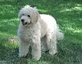 Goldendoodle